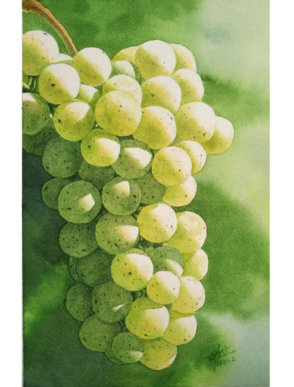 水彩 葡萄