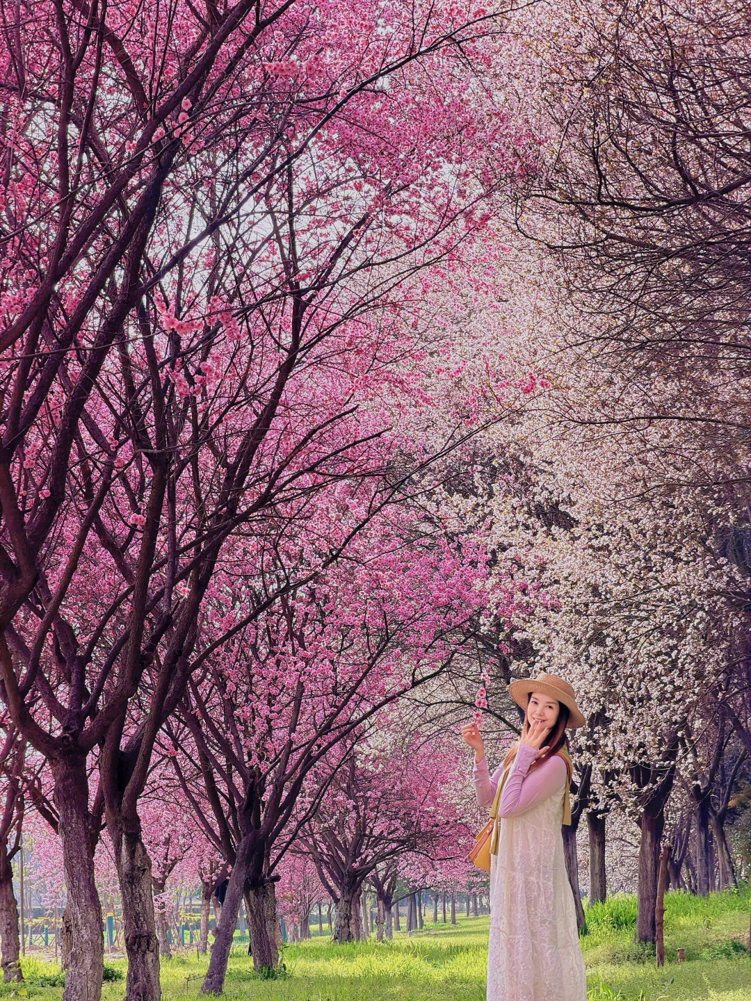 西安这片花海刚刚开‼️红白交织太梦幻啊🌸