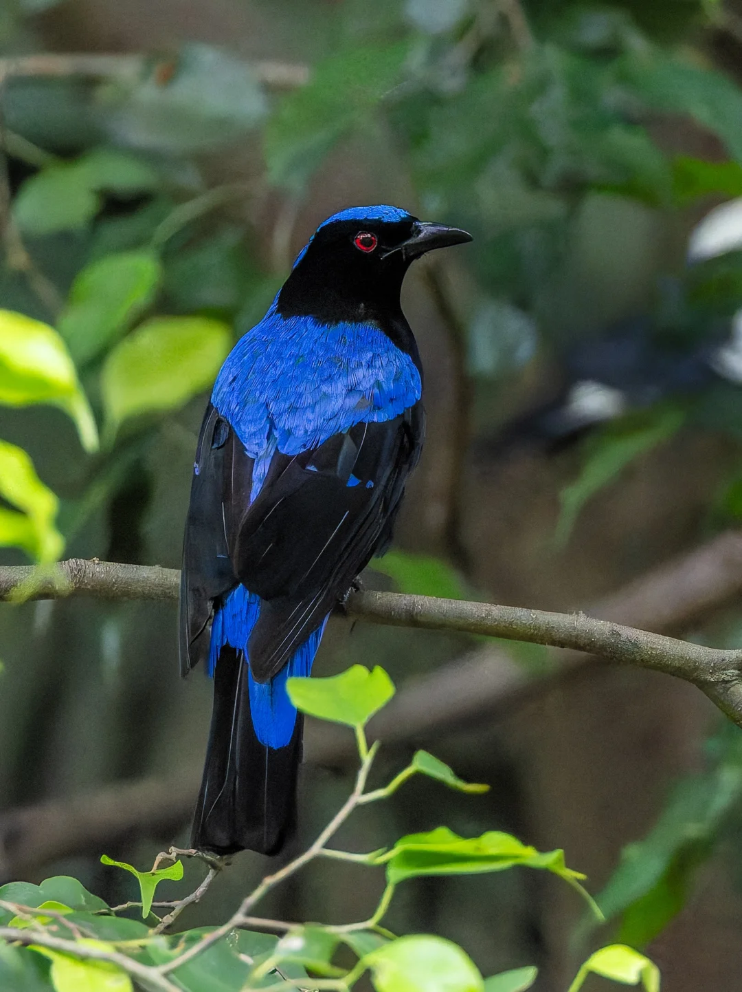 大家好，我的名字叫：仙女蓝鸟