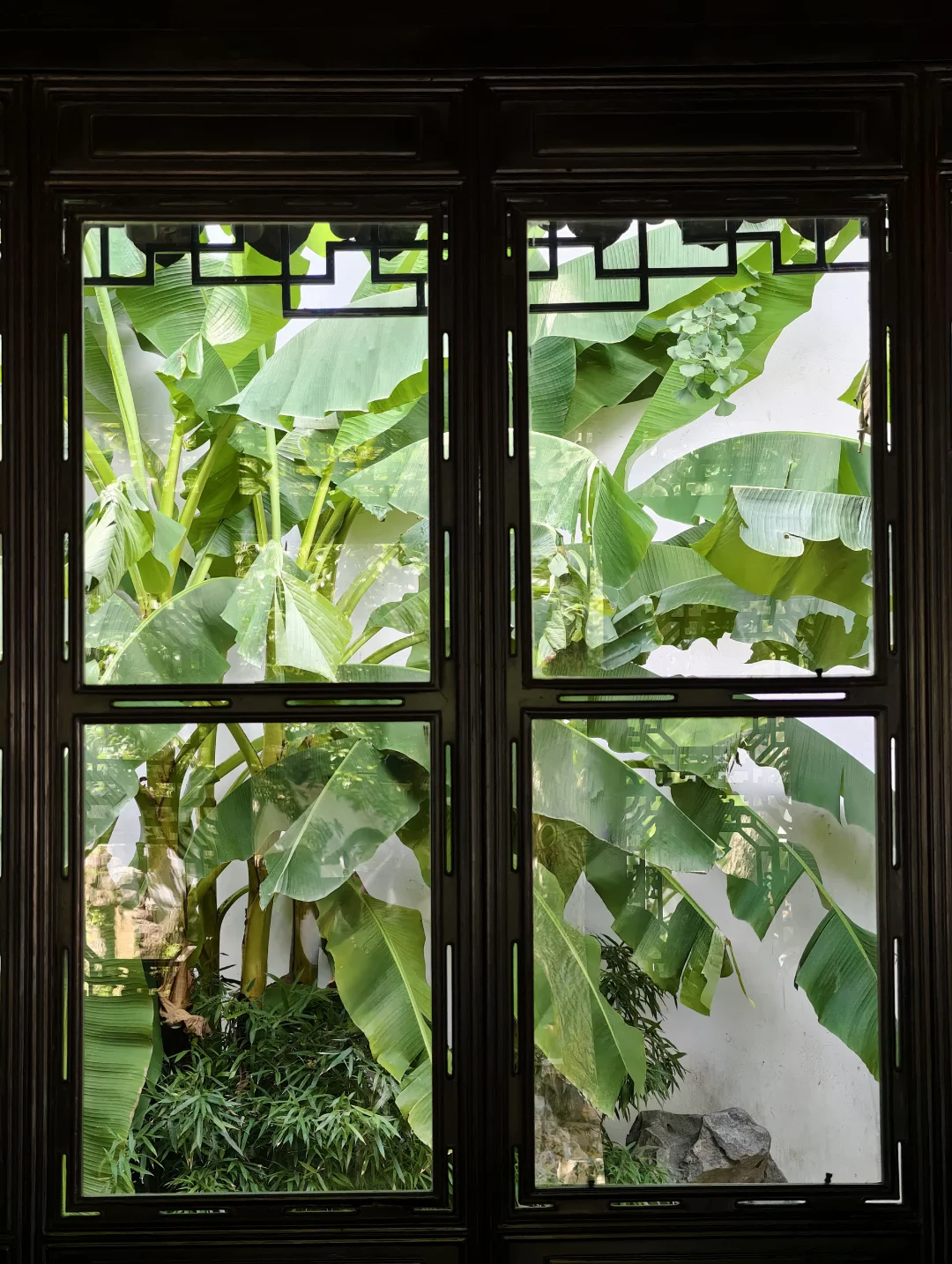 “窗虚蕉影玲珑”🌿拙政园中式框景美学