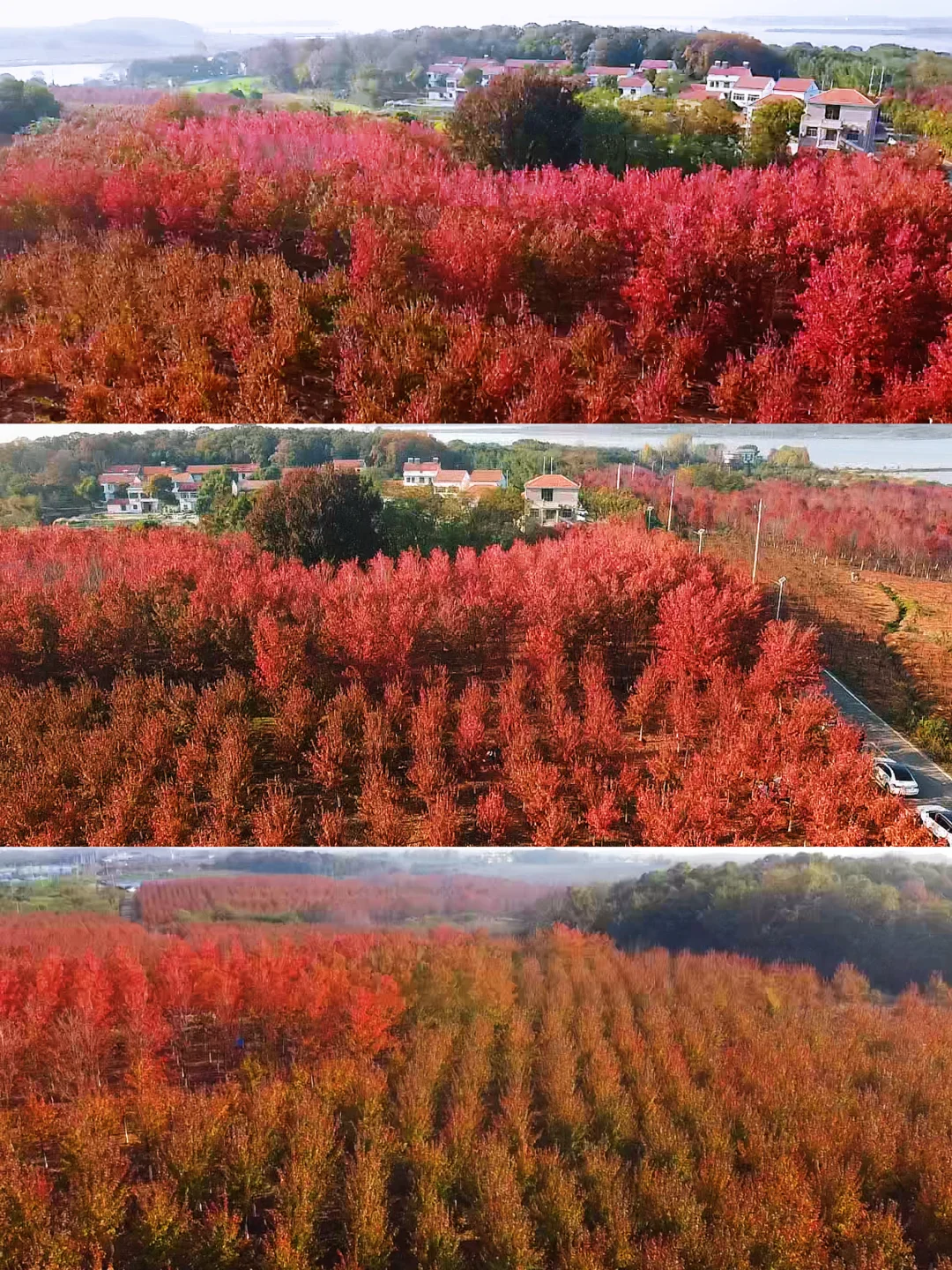 江夏红枫替你们看过了，还未全红❗️
