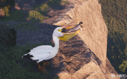 好搞笑的鹈鹕哈哈哈哈哈哈