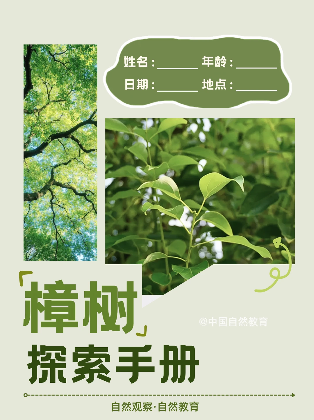 自然教育｜樟树观察手册🌿