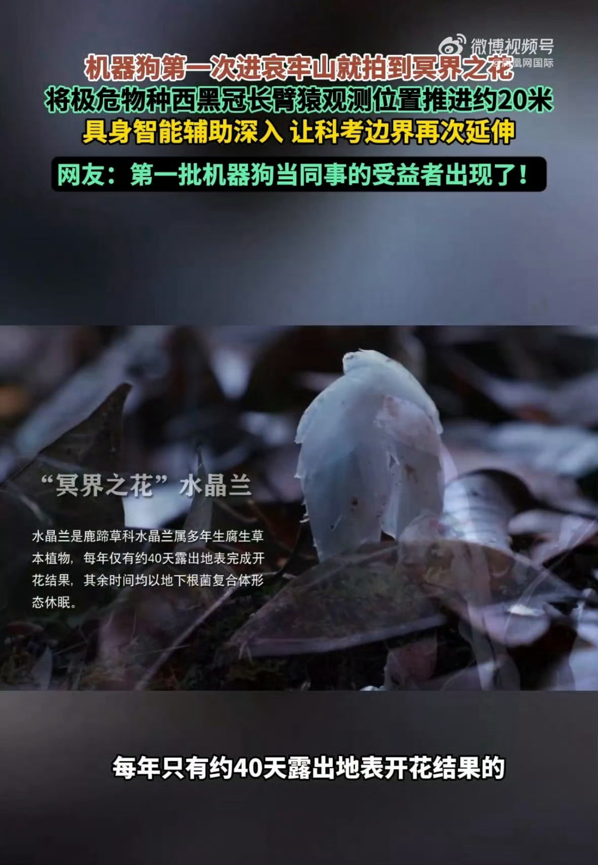 #机器狗第一次进哀牢山就拍到冥界之花#
机器狗第一次深入哀牢山原始森林，就捕捉到传说中的“冥界之花”水晶兰，科技和大自然的碰撞太奇妙了。
 
所谓冥界之花并不是什么奇幻植物，学名水晶兰，没有叶绿素，不靠阳光光合作用，依靠林下腐殖质生存。一年三百多天埋在地下，仅仅四十多天破土开花，对生存 ​