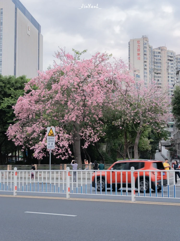 厦门拍摄｜美丽异木棉花开🌸的秋日街头🍂