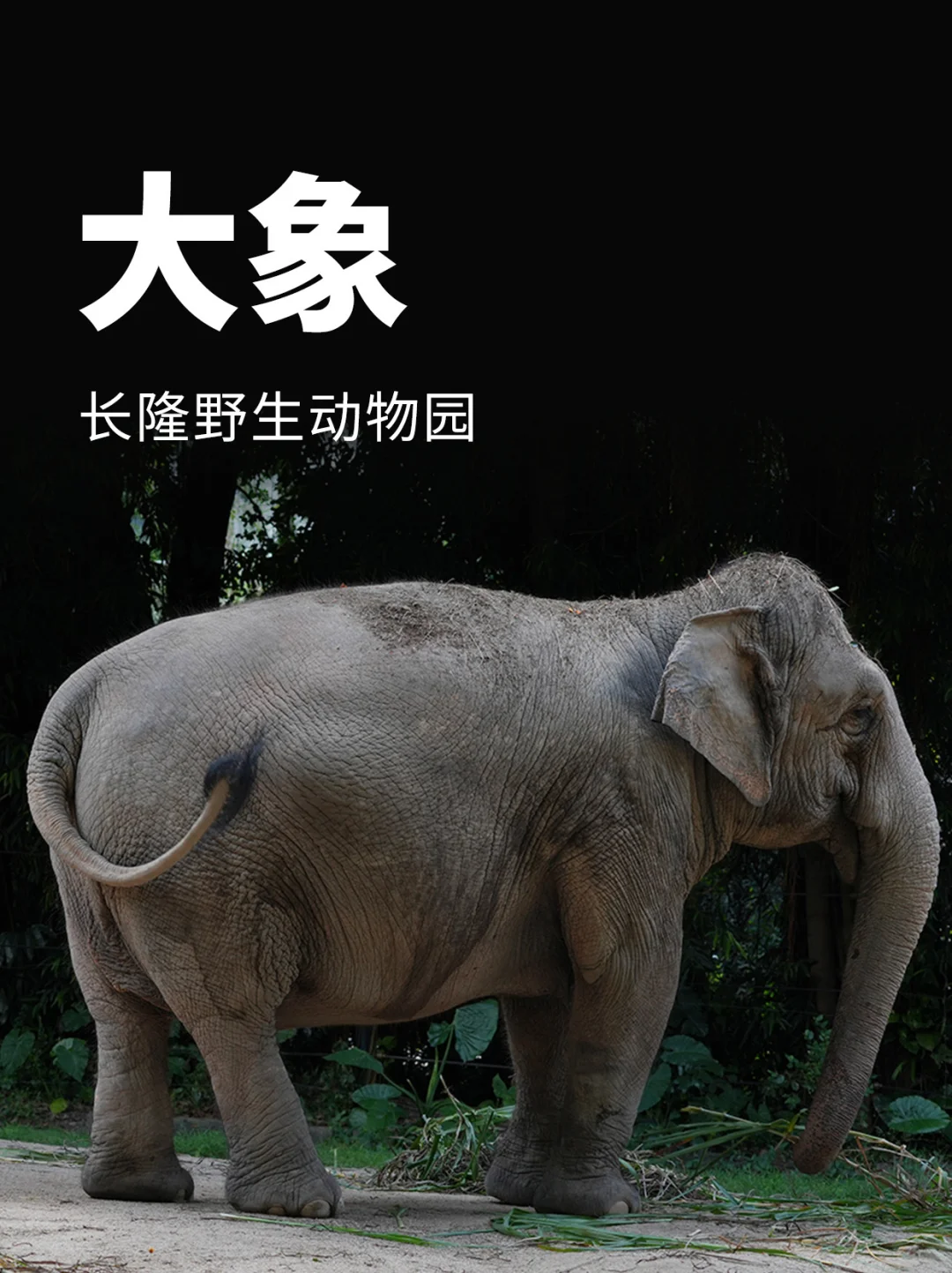 长隆野生动物园之大象🐘