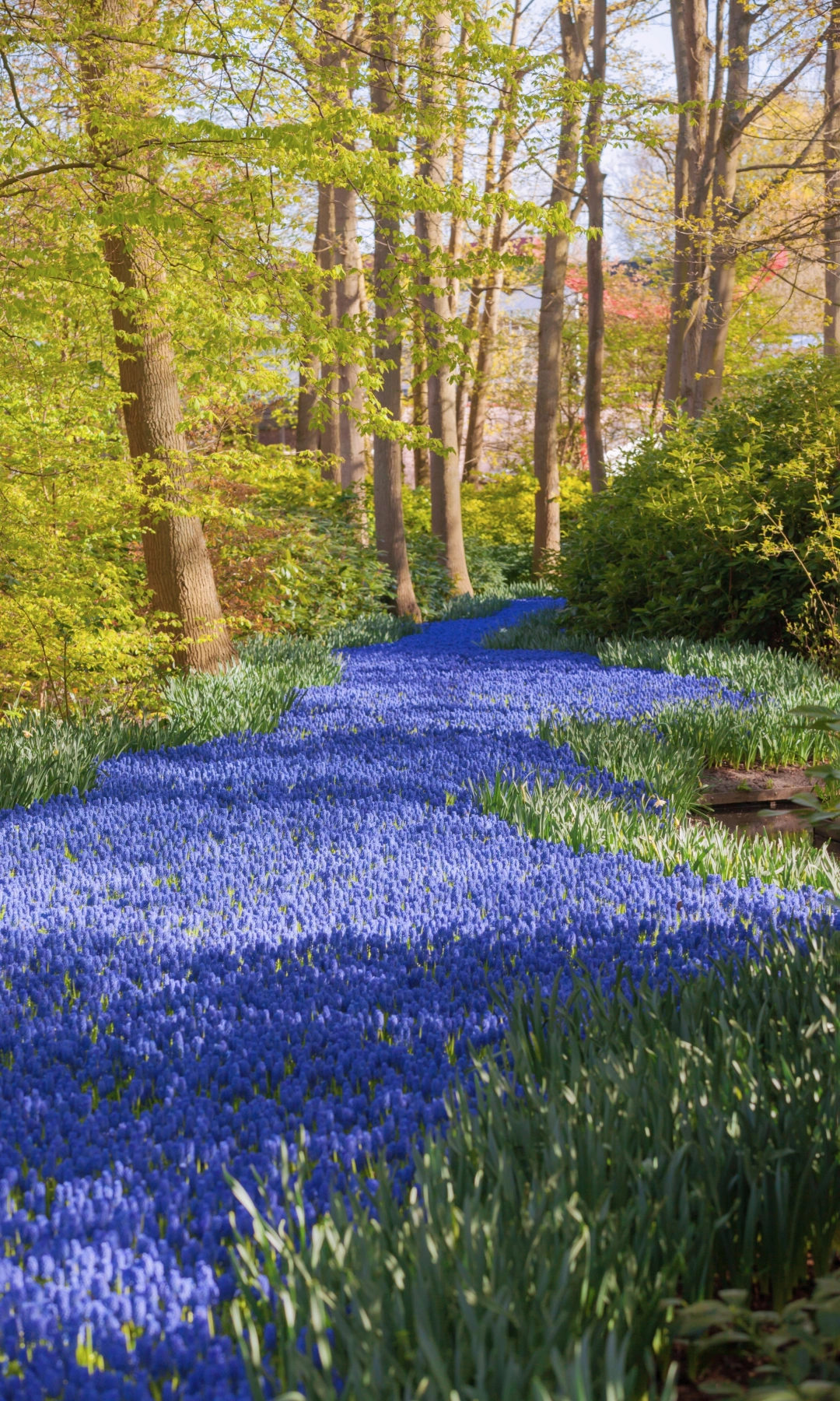 荷兰即将迎来它的统治区🌷无花海不春天