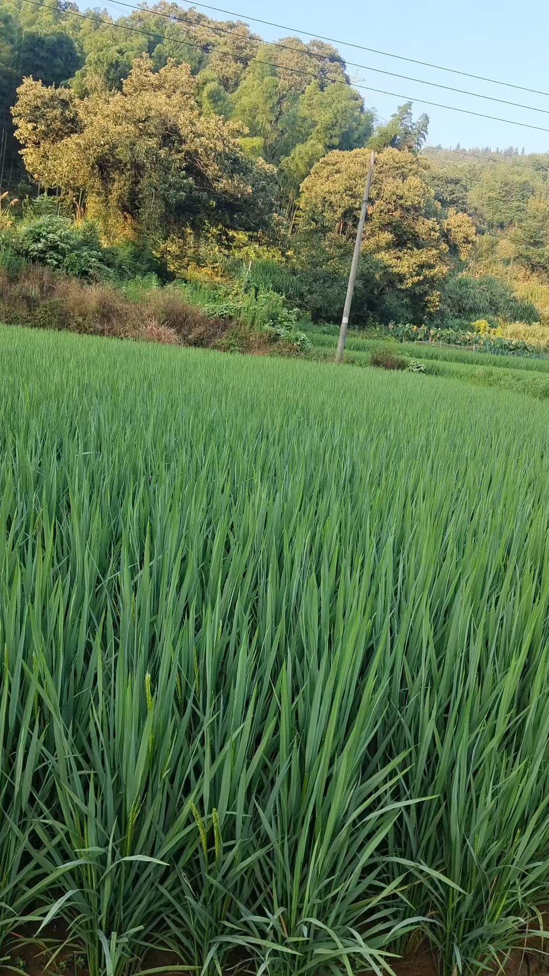 知不知道一年有多少个节气? 一年有多少个节气？很多人会说24个。
24节气里最早定下来的是夏至和冬至，早在春秋战国时期，古人用圭表测日影，发现夏至影子最短，冬至影子最长，便先定下这俩“极点”。而且24节气其实是阳历，日期在公历中几乎固定，像清明总在4月5日前后，冬至总在12月22日前后。老祖宗的