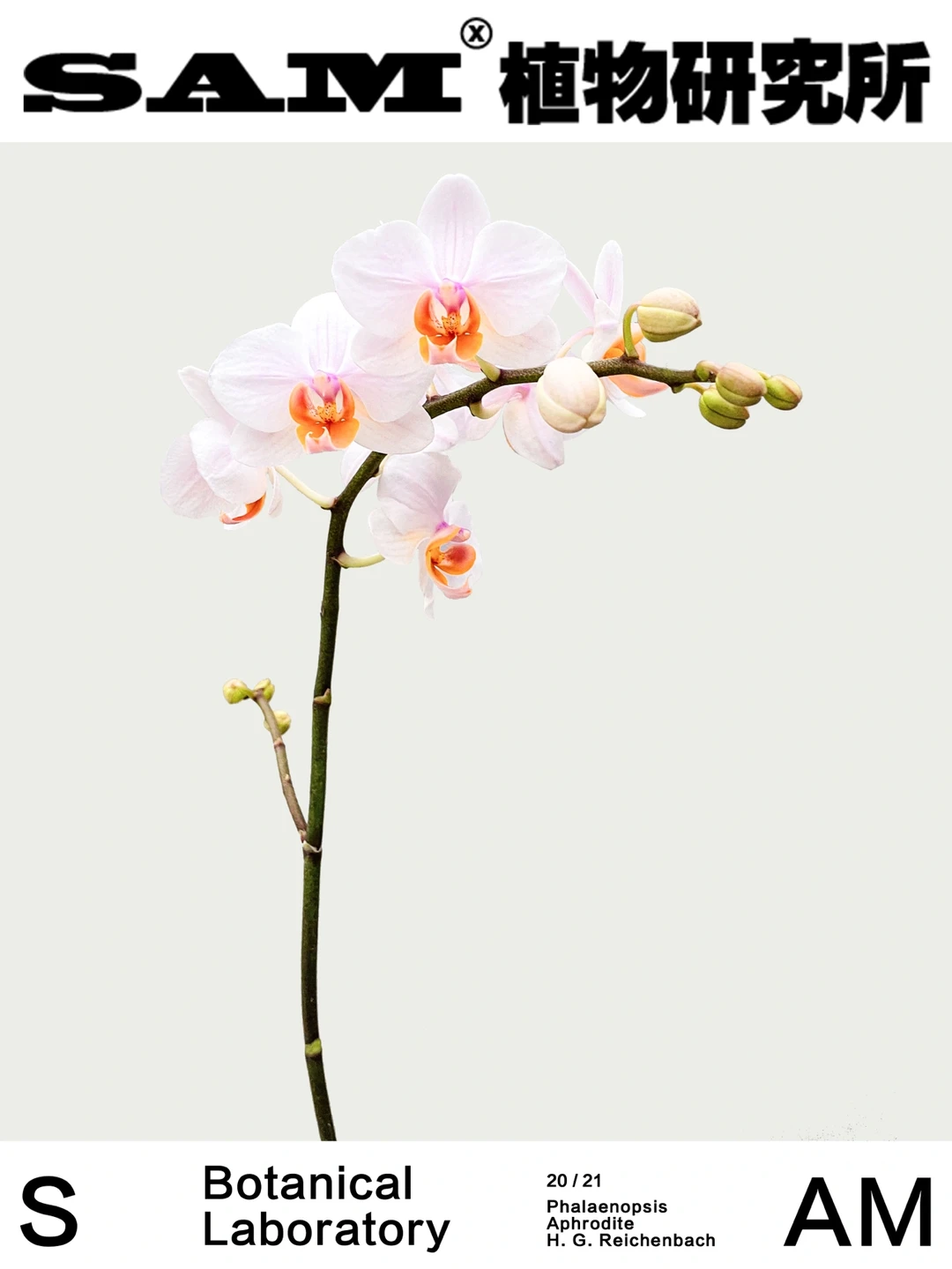 蝴蝶兰｜Phalaenopsis aphrodite H. G.