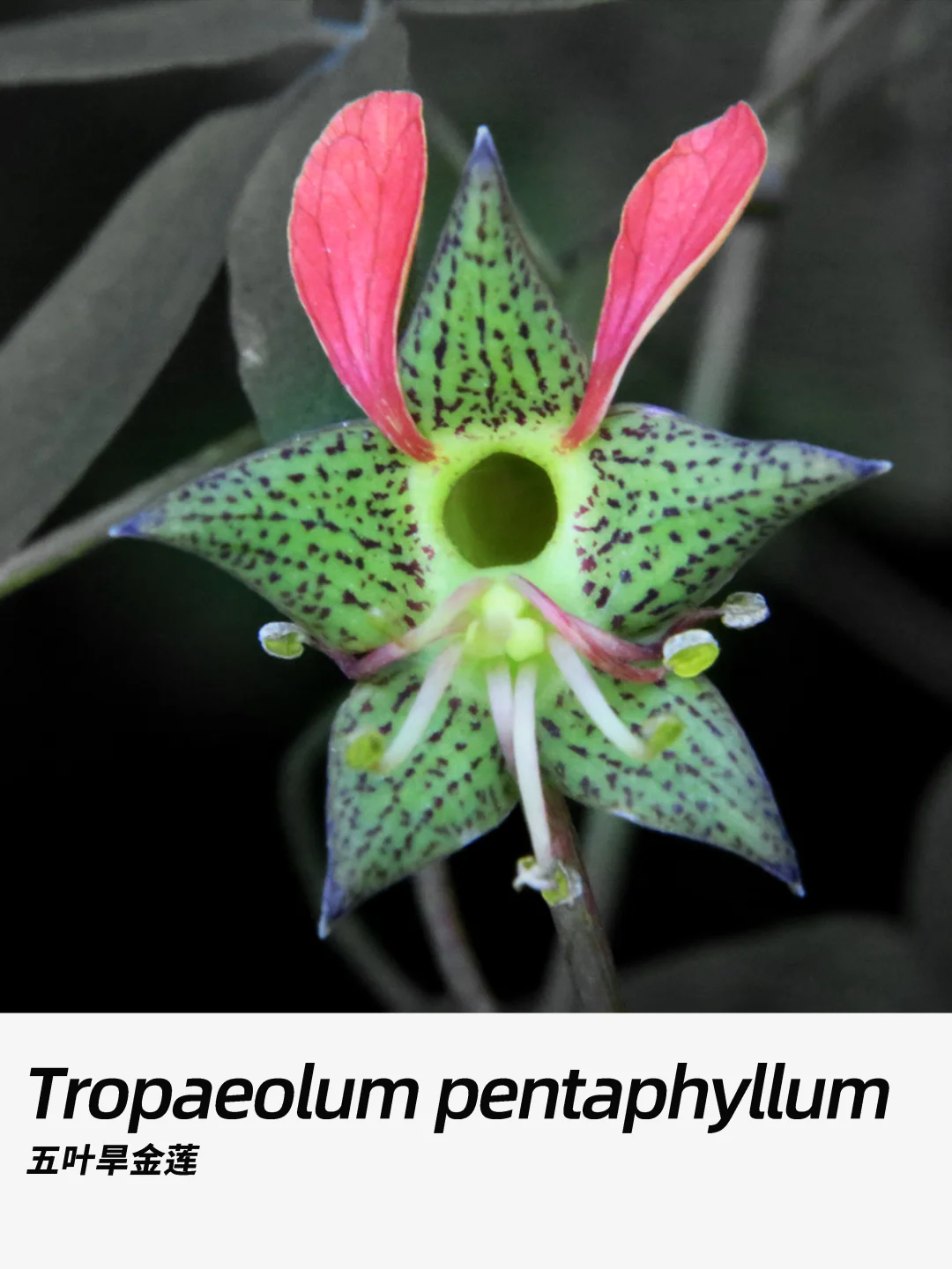 带你每天认识一种花材287｜五叶旱金莲