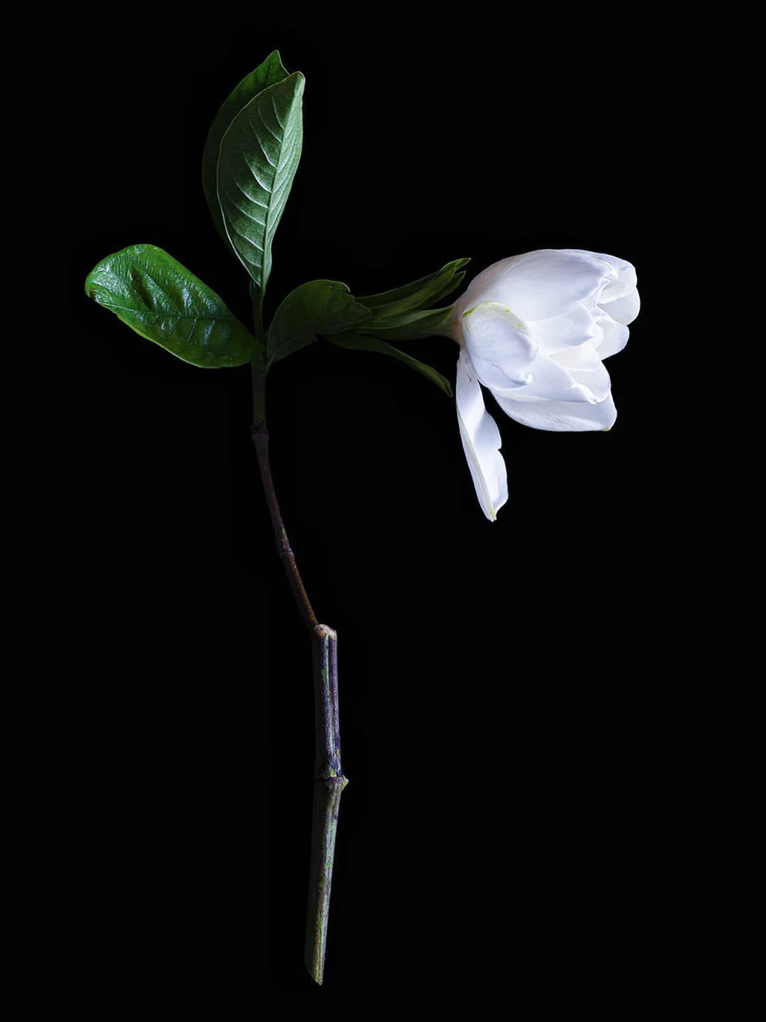 带你每天认识一种花材215｜栀子