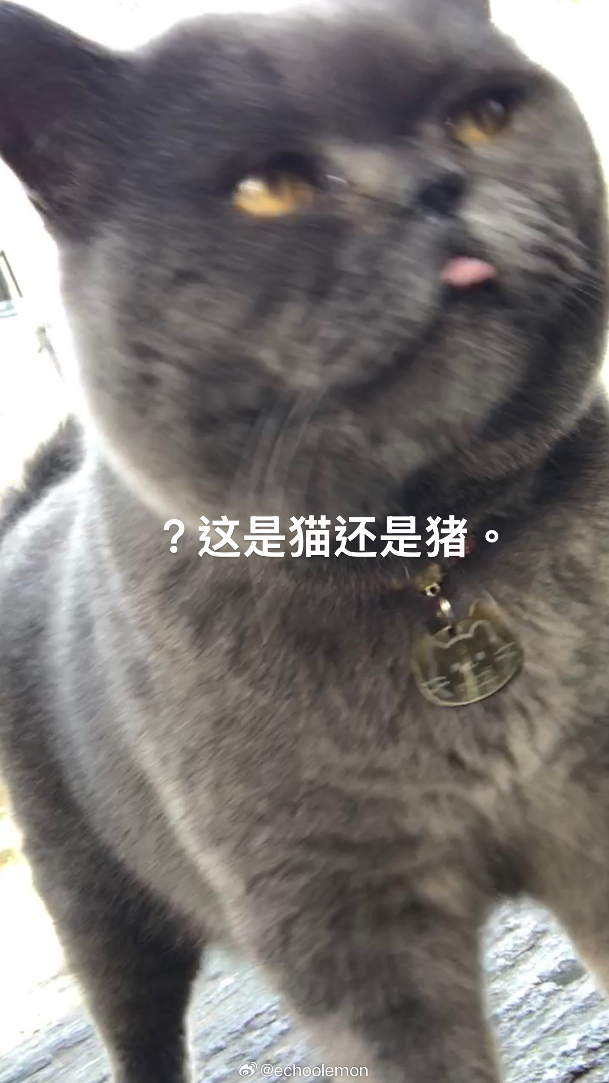 #落日霏车# 

躺平，在大理。 ​