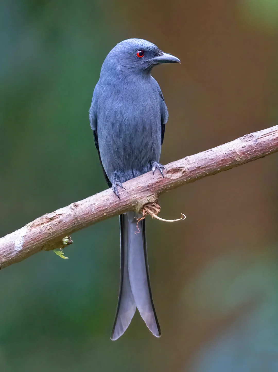 红眼睛的灰卷尾真优雅丝滑