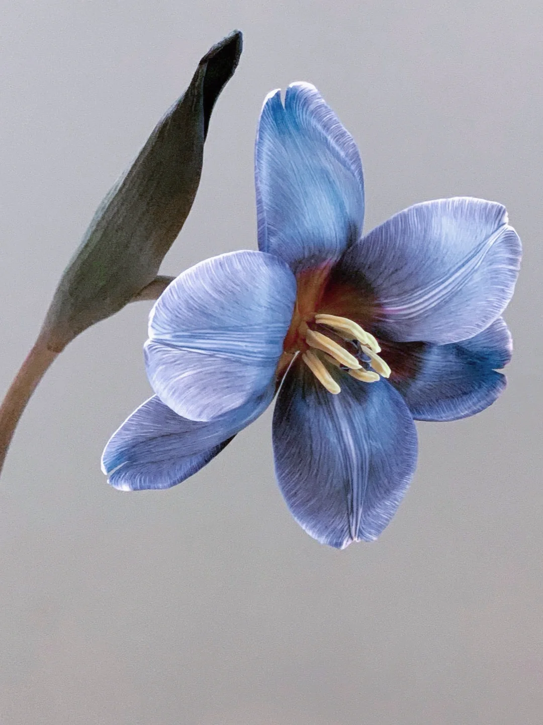 带你每天认识一种花材200｜蓝郁金香