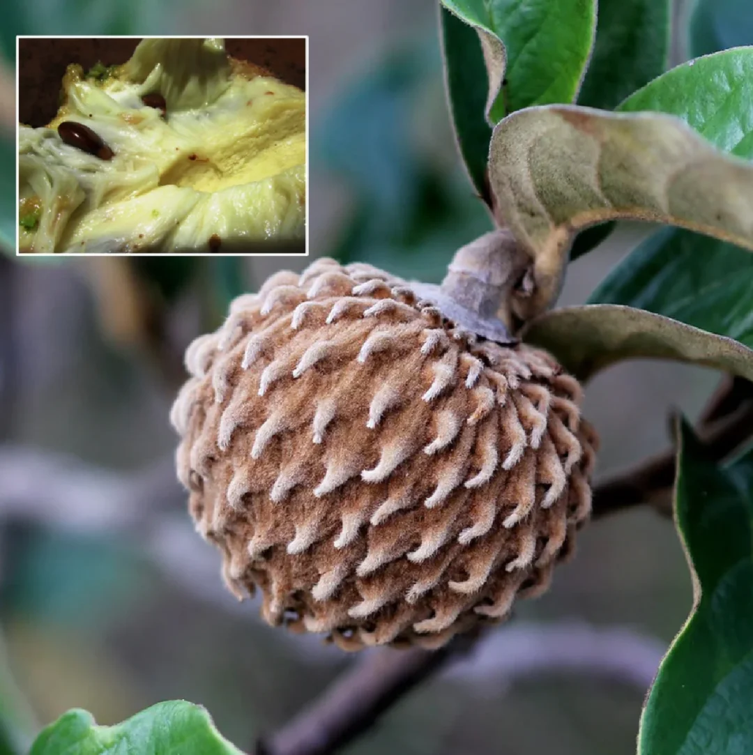 小型释迦恶魔释迦Annona monticola