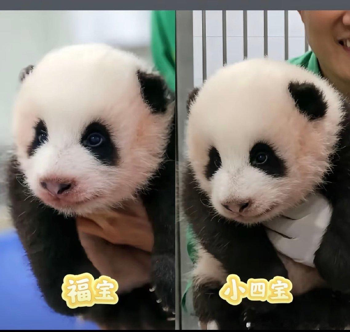 #苹果回应iPhone18Pro破发##福宝妹妹曙宝小公主[超话]# ​