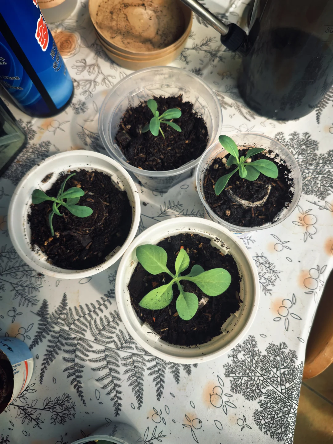 矮牵牛紫罗兰播种一个月后假植