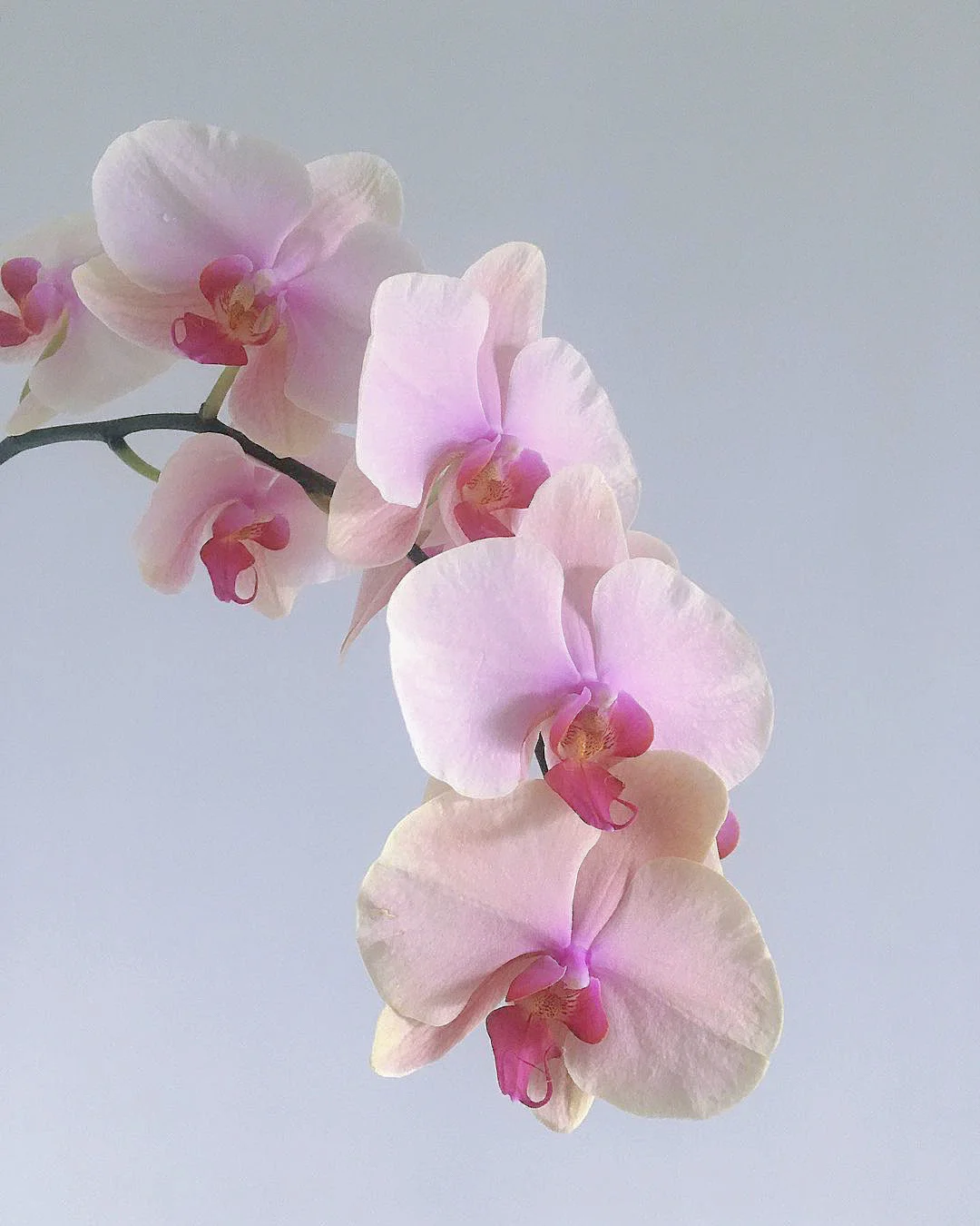 花材分享｜云雾般☁️轻盈温柔的神仙蝴蝶兰🌸