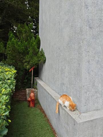 黄花岗公园好多猫