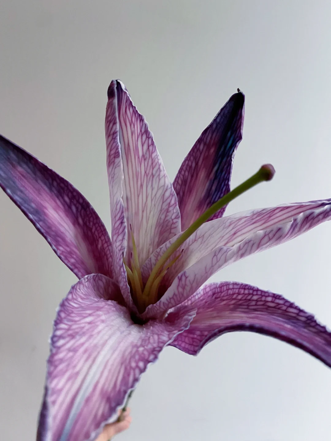 带你每天认识一种花材194｜葡萄紫百合