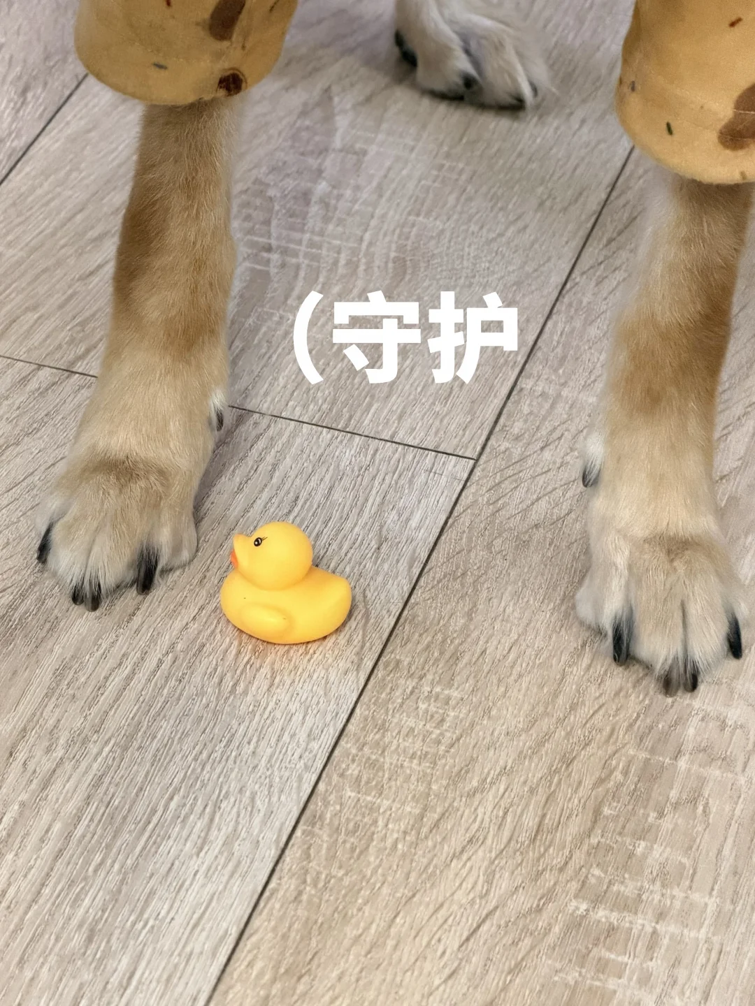 它好像认为自己是鸭妈妈