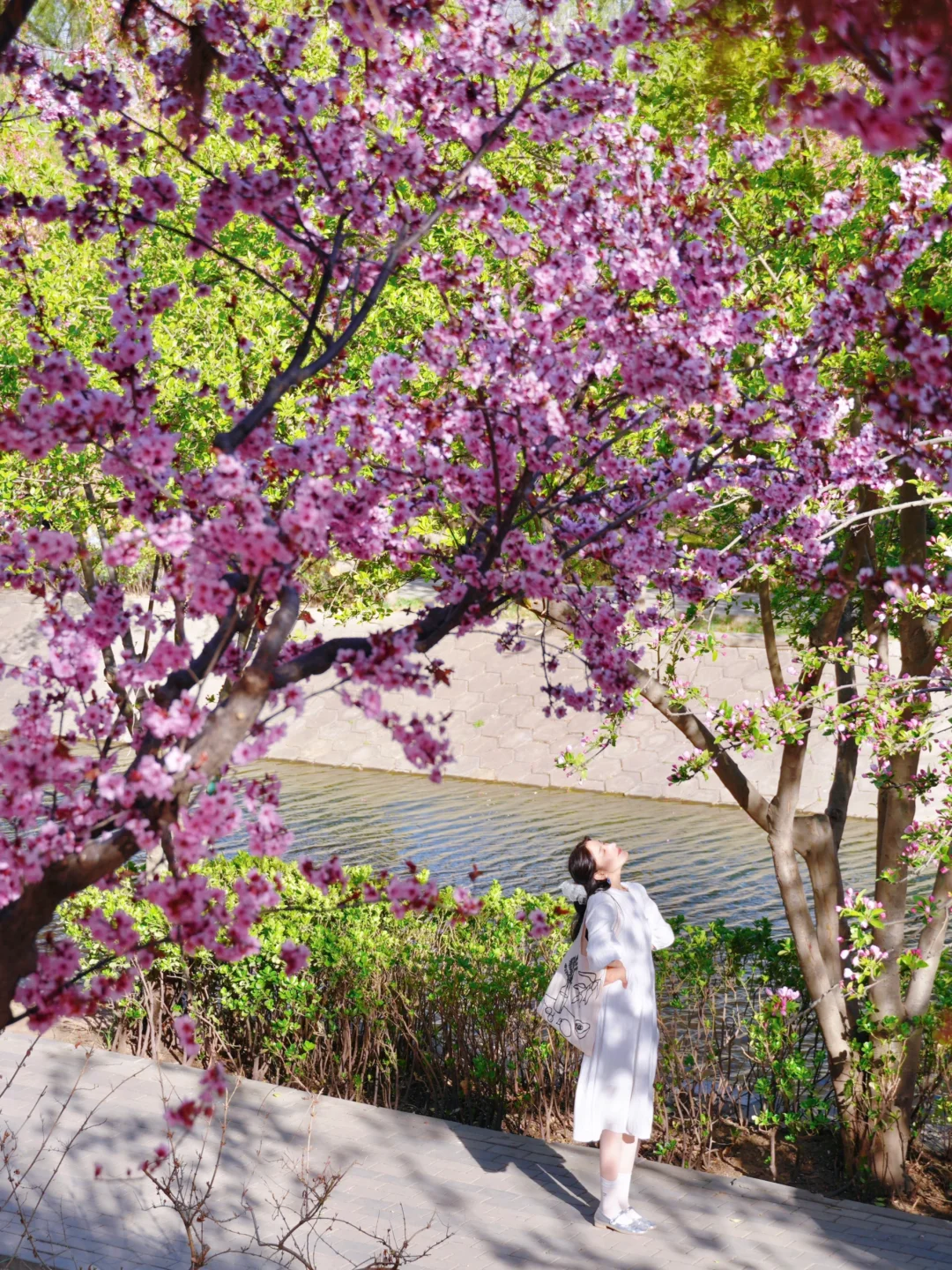 可惜你不在北京！不知道春天的北京有多美