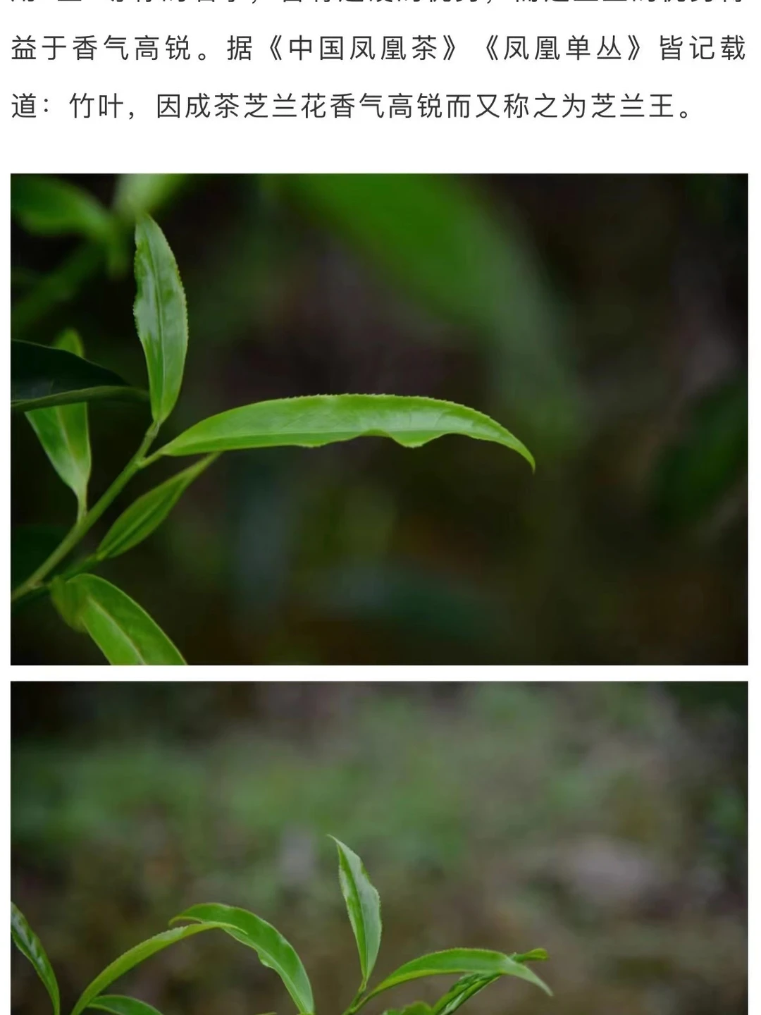 竹叶，凤凰单丛中最清甜的一款茶，低调文雅，品质名副其实。