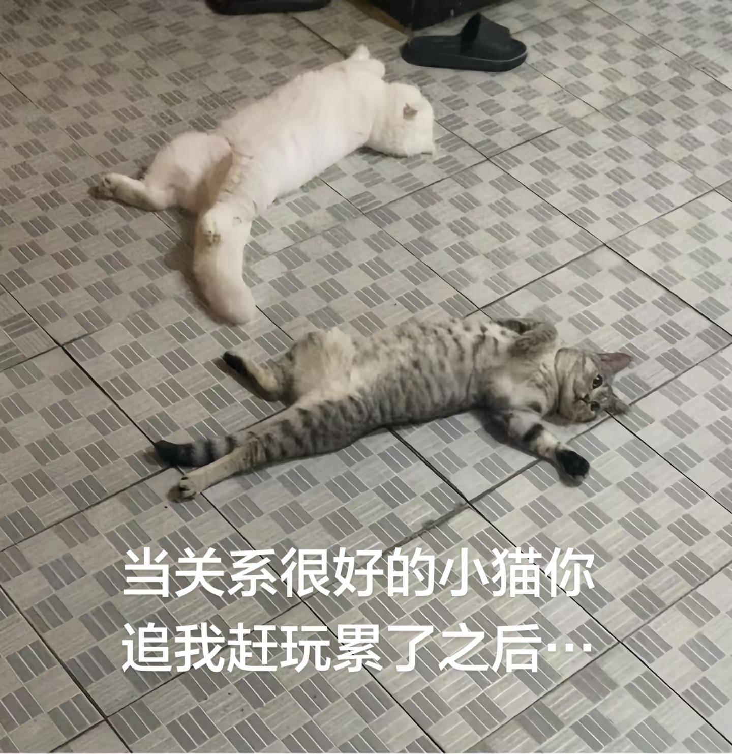 <p>沙雕动物迷惑行为大赏 <!--{img:0}--></p><im...