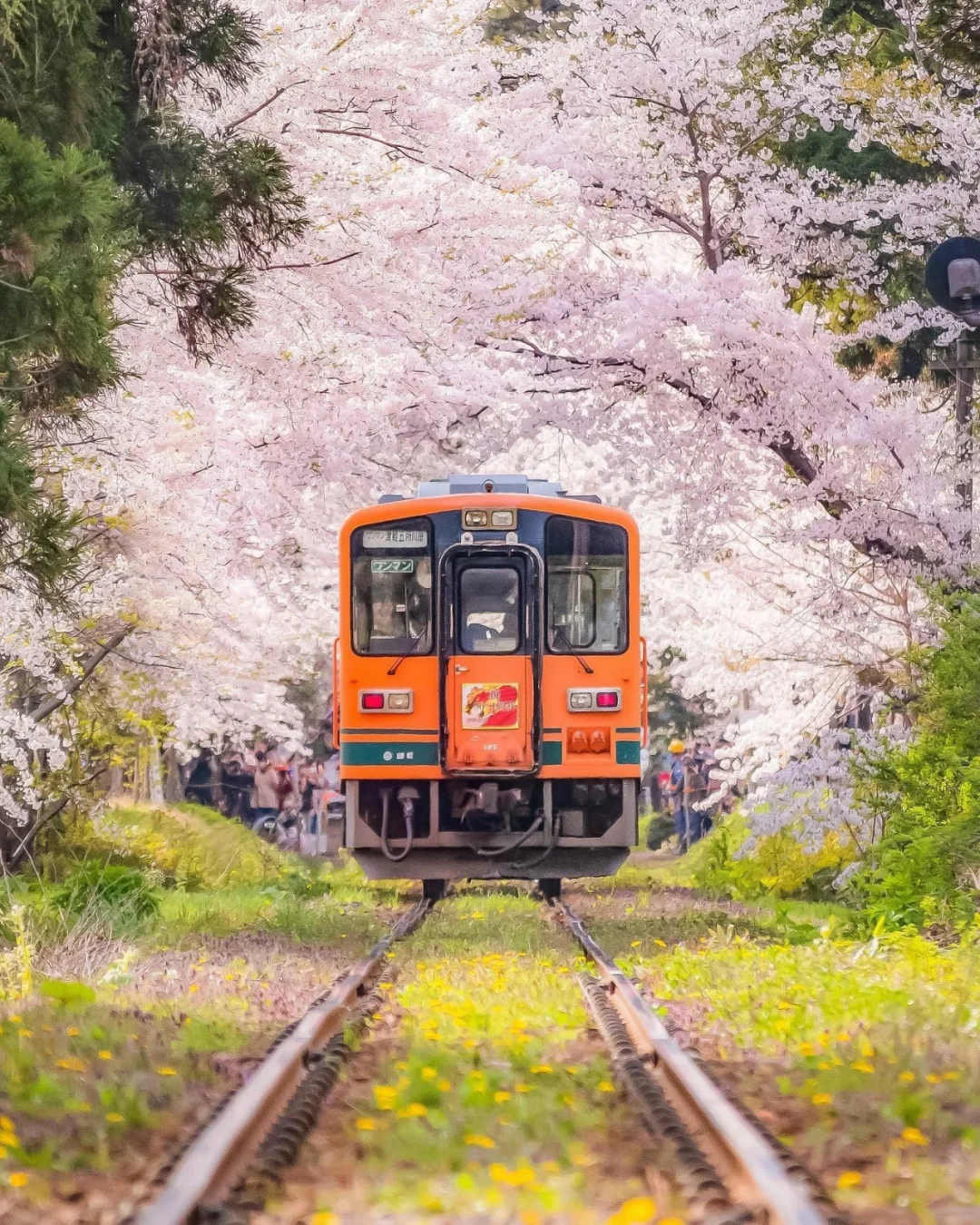 日本青森县|电车穿梭在樱花丛中