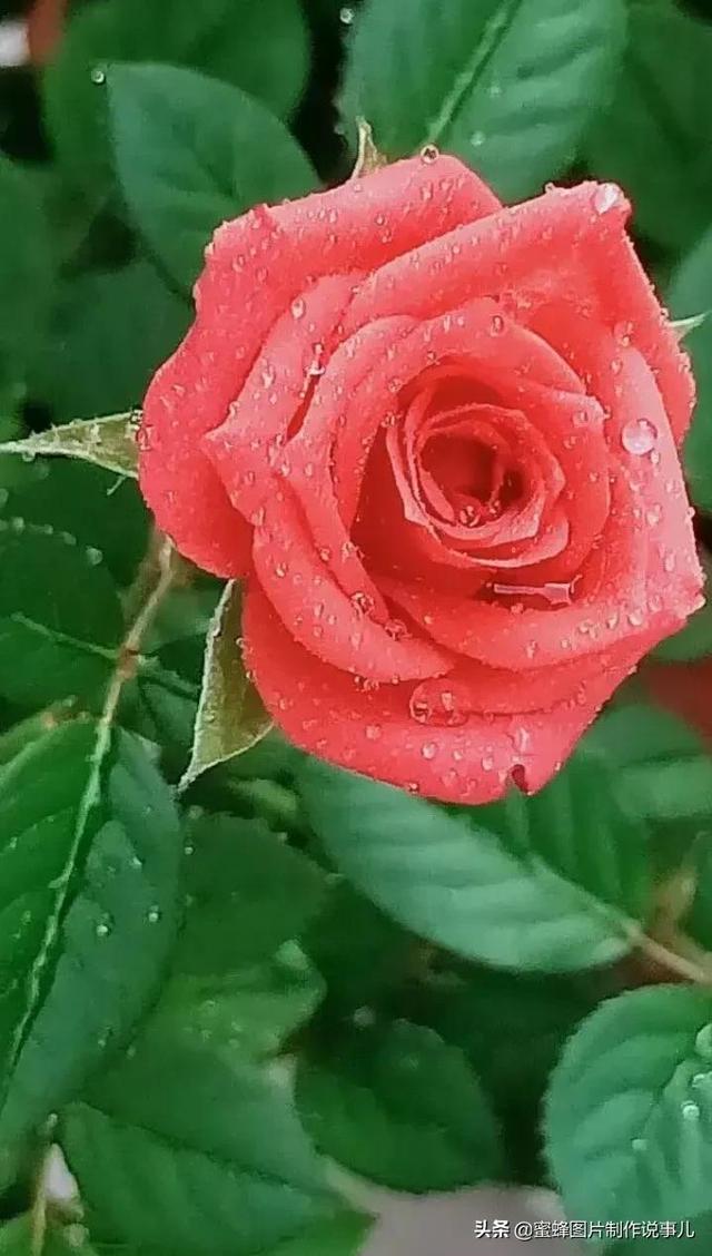 这朵玫瑰花真娇嫩，水珠晶莹，剔透玲珑