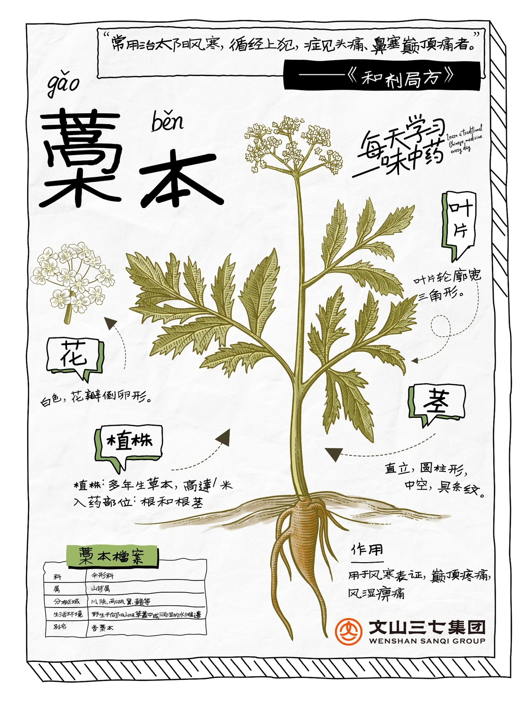 每天学习一味中药|藁本