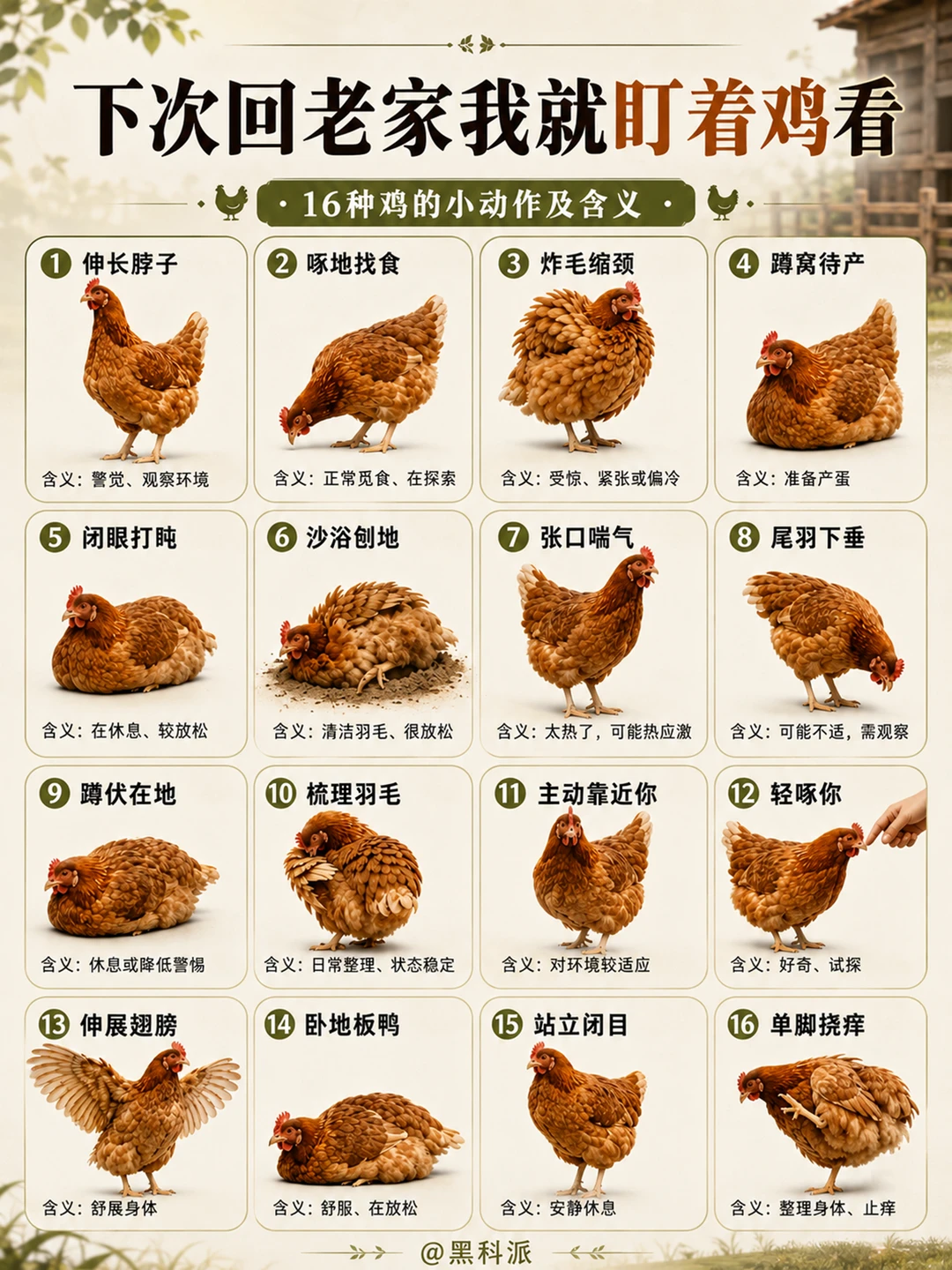 下次回老家了我就盯着鸡看！
