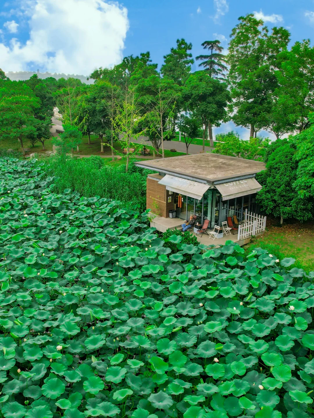 南京zui适合赏荷的咖啡店❗就在玄武湖