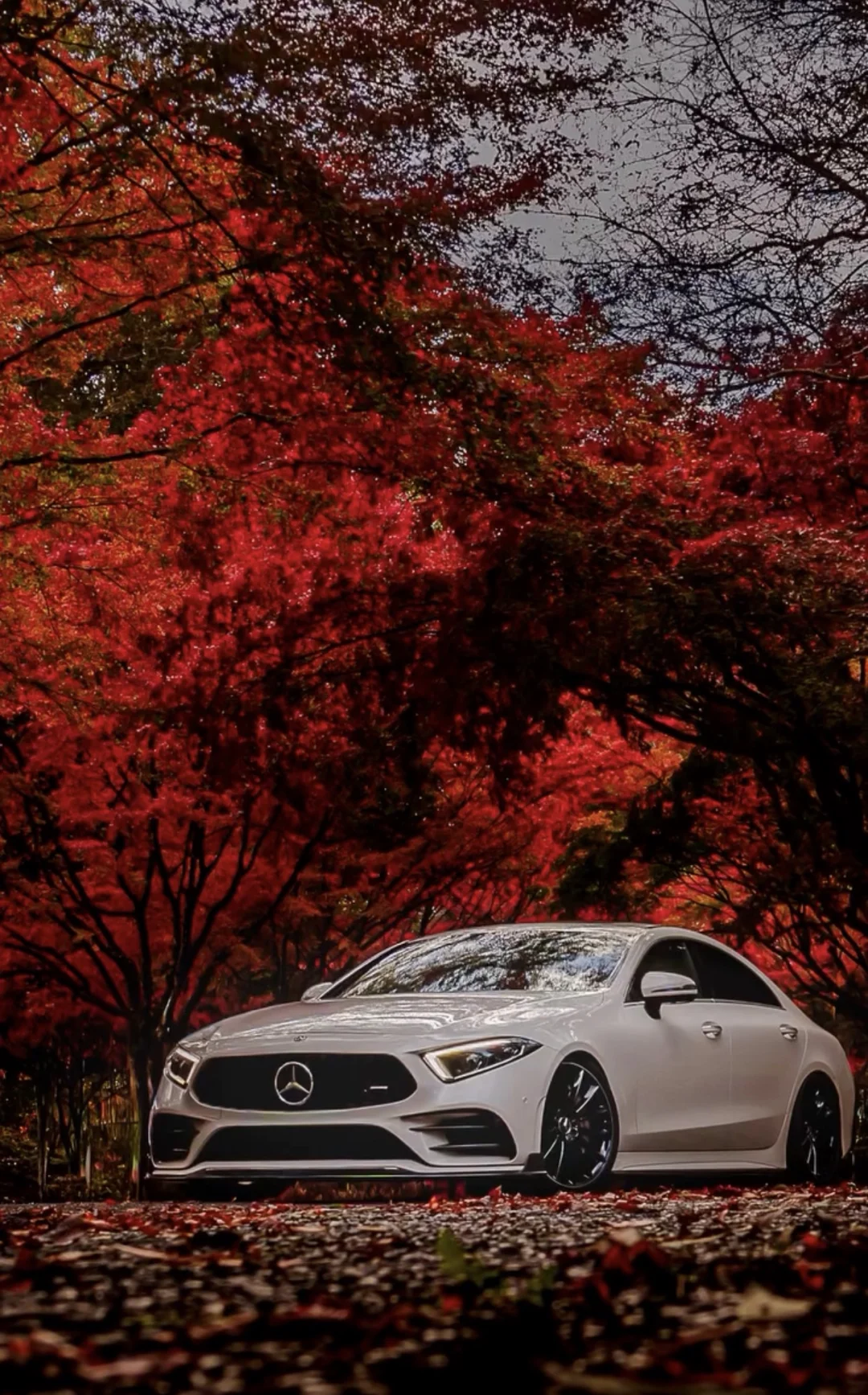 霜叶红于二月花 你是什么时候喜欢CLS的