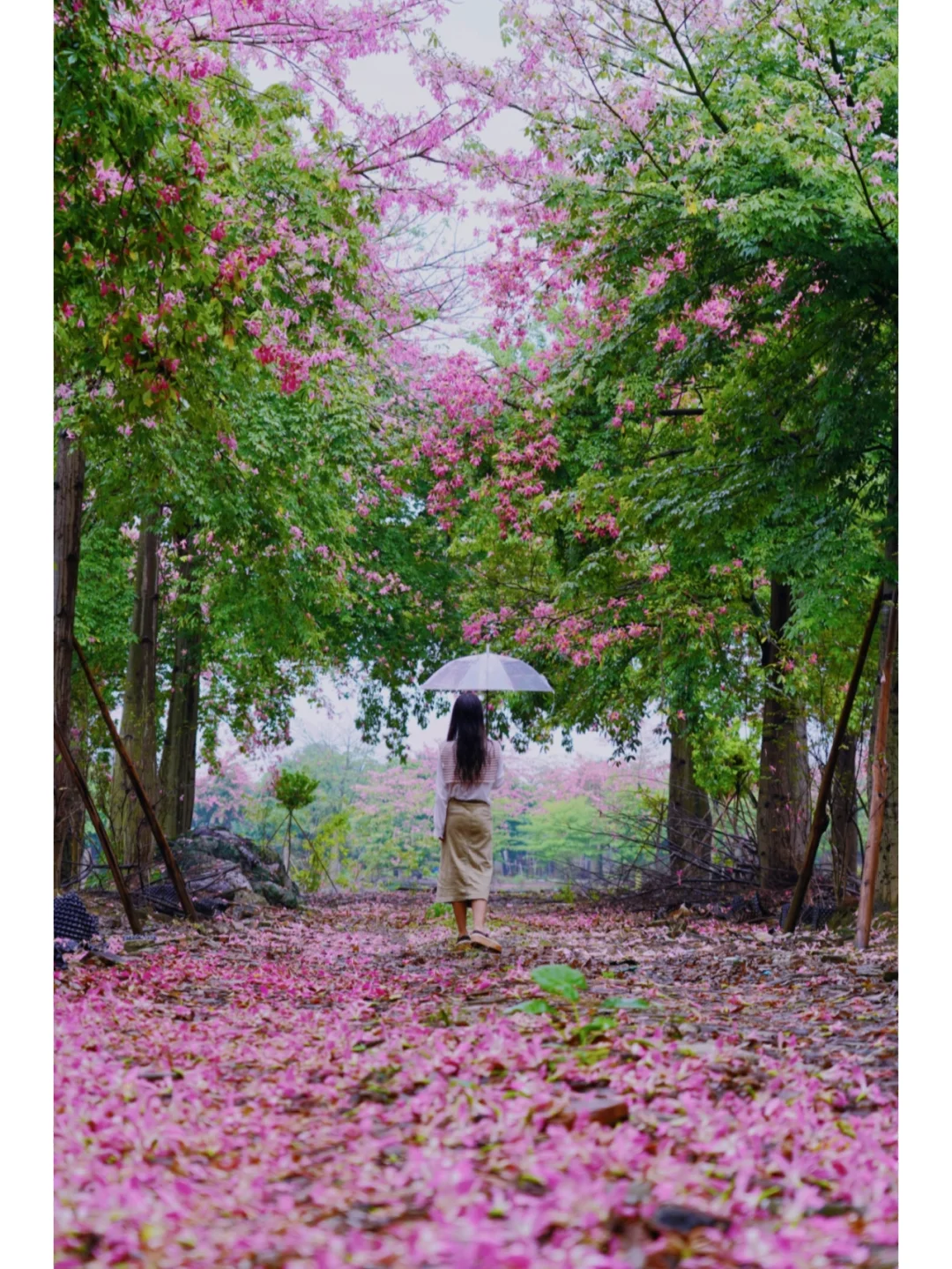 佛山，某条不知名的小路