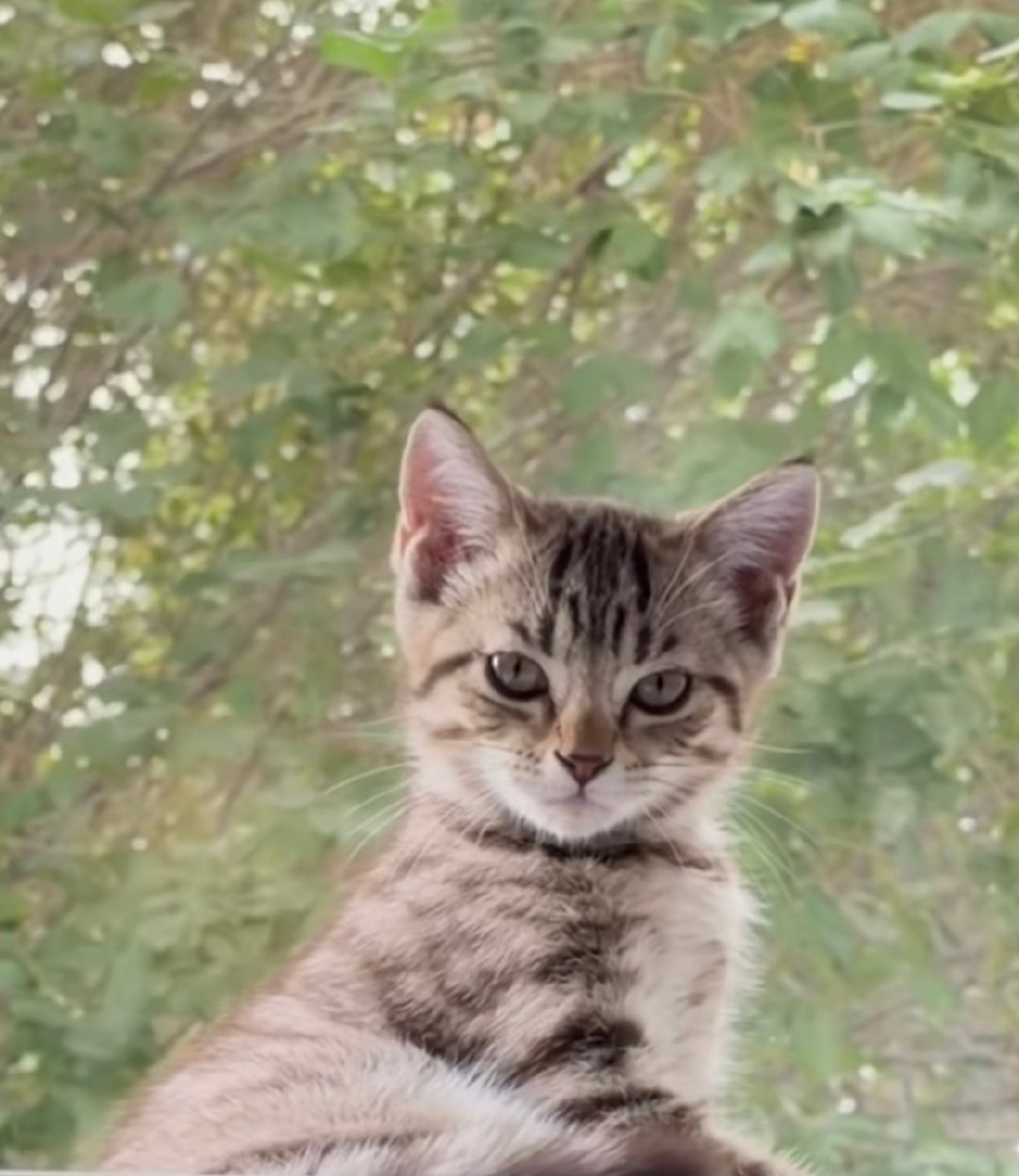 #许魏洲[超话]#  在🐱身上竟然看到了许魏洲的影子，大抵是太想念许魏洲了[嘻嘻]许魏洲要是猫应该是只狸花，聪明，身体素质好，野性，好奇心强，相似度挺高的[偷笑]。#许魏洲乐队ep同名主打火种# xwz#许魏洲prome乐队第二张ep火种# ​