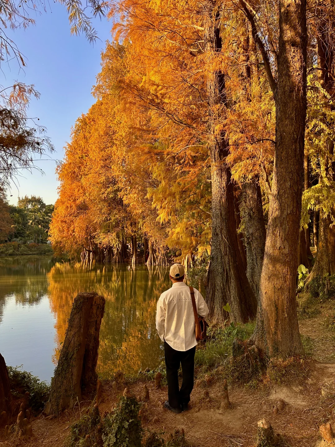 1.9实拍！华南植物园落羽杉已红达顶峰！快去