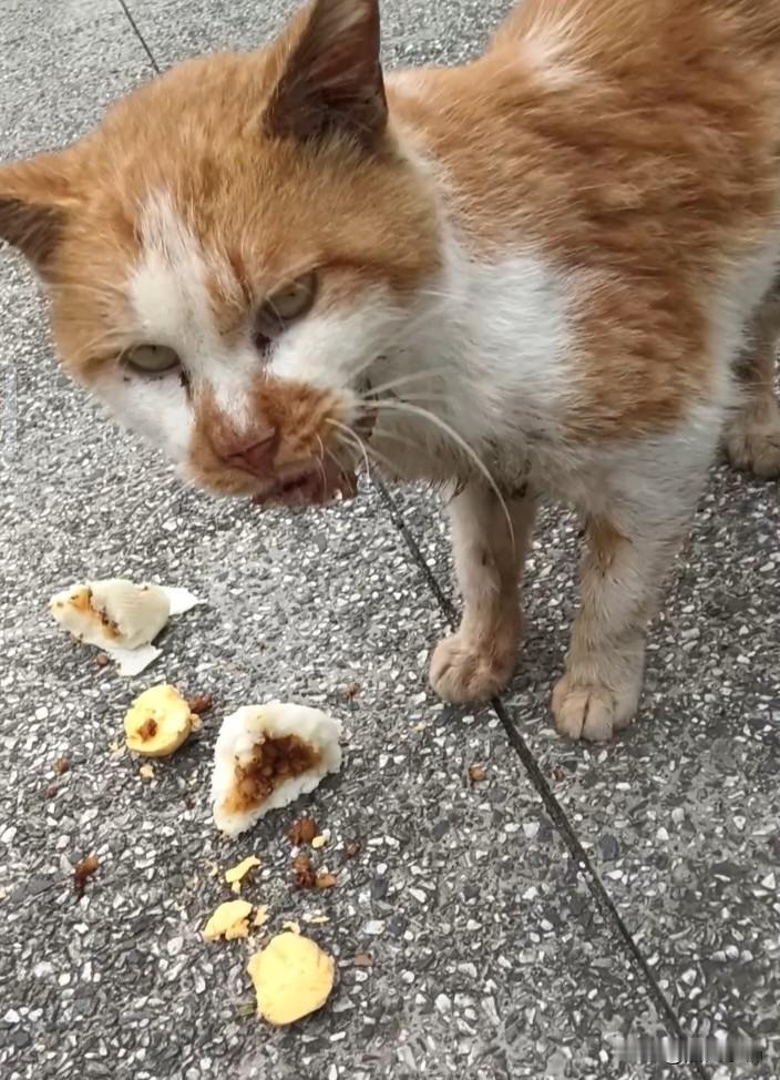 咫尺救助资源，一只获救一只流浪，口炎流浪猫的命运令人唏嘘

成都籍田与永安，先后出现两只重度口炎流浪猫。两地距离流浪动物救助基地仅仅数公里。
 
永安的三花小猫，被好心志愿者蹲守三天成功救助，已经送入医院准备手术。
而籍田的另一只病猫，至今还漂泊在街头。口腔溃烂，进食艰难，日复一日承受病痛。
 
救