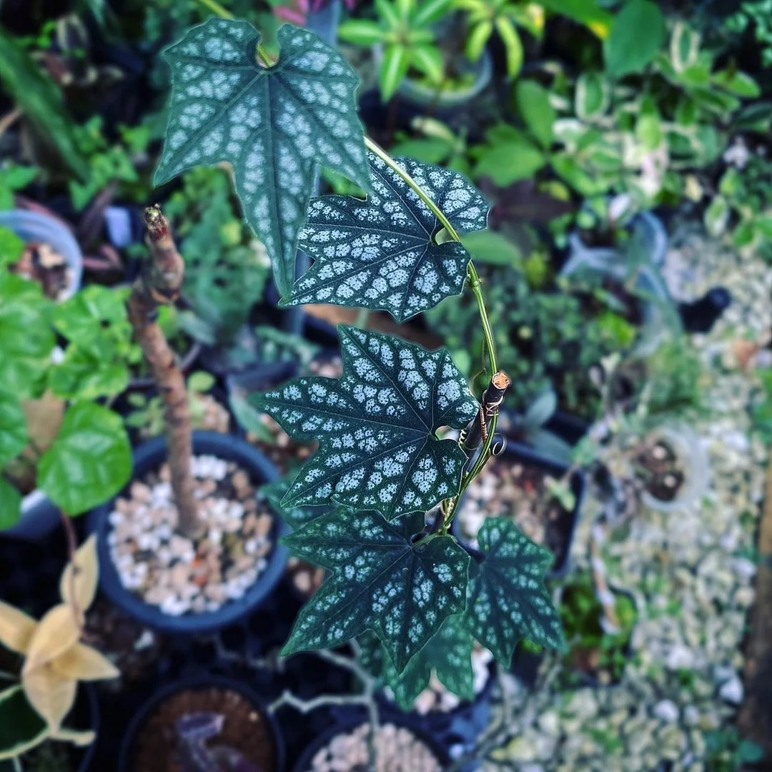 瓦氏葫芦Trichosanthes wawraei