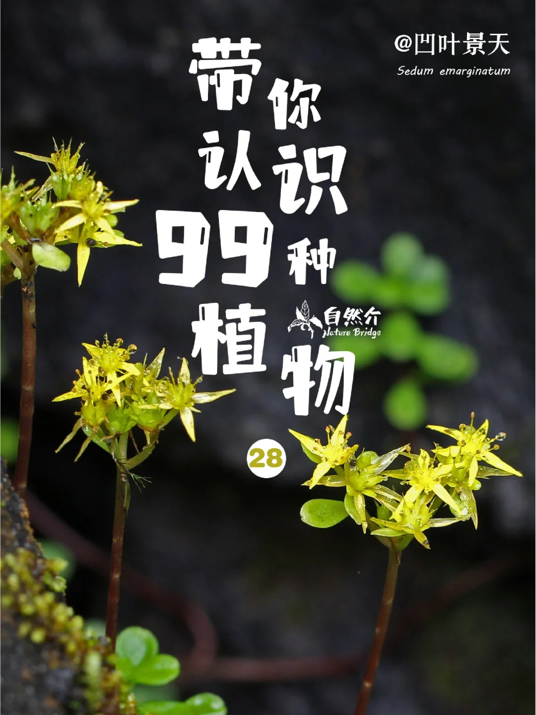 带孩子认识99种植物