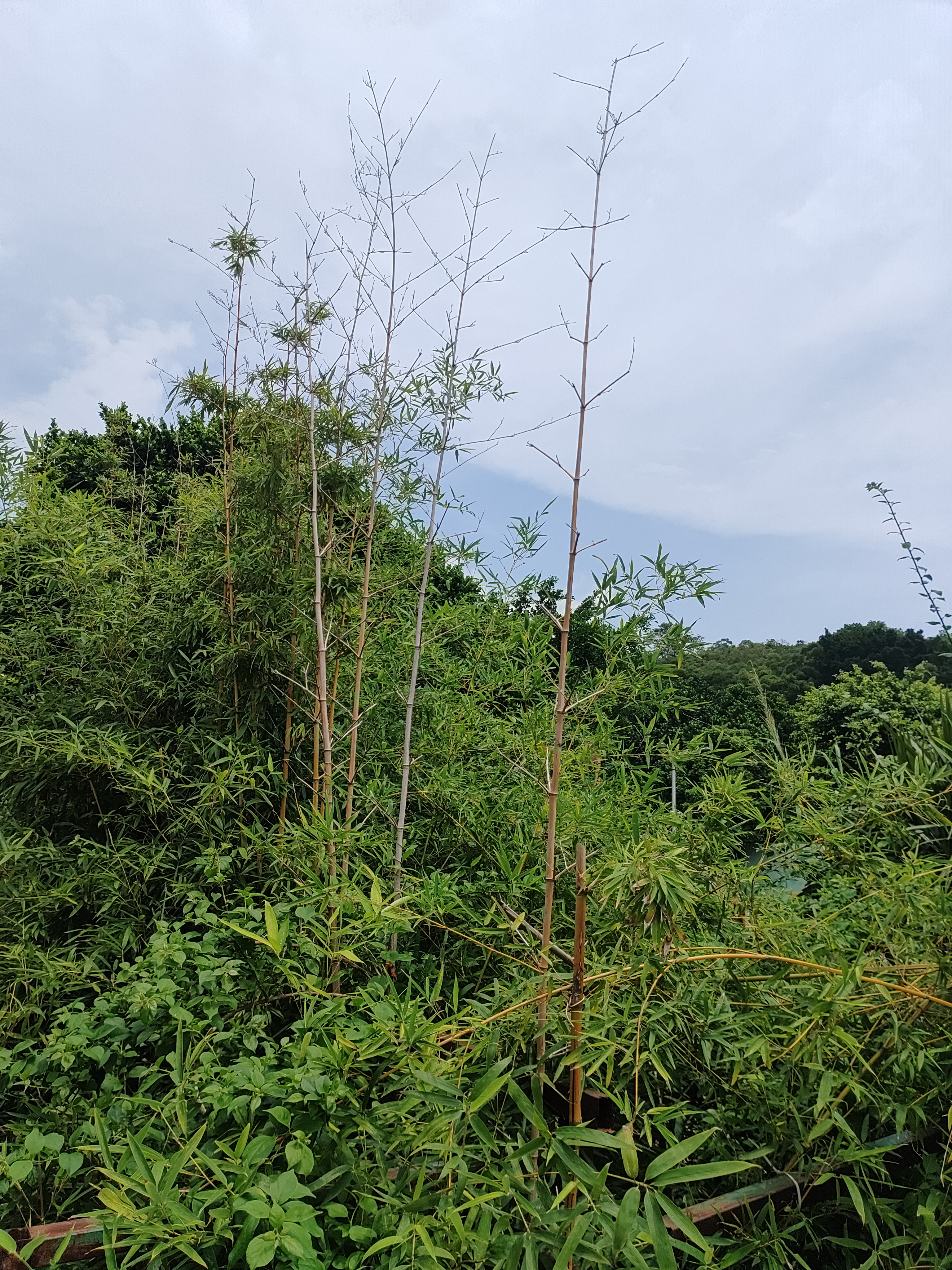 短剧太多了，真心建议所有想要语文得高分的孩子，一定要多去看看《魏家逆子成首辅》！
不是我夸张，是里面的台词和情节，真的太适合学语文了。
随便举几个例子：
主角被家族抛弃时说了一句：“世人弃我如敝履，我自扶摇上青云。”——这不比背一百句作文素材管用？
还有他跟朝堂对手对峙时说的：“你以权谋私，我便以法