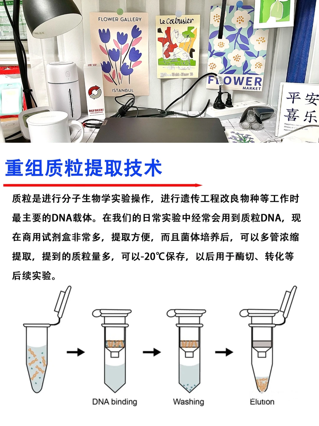 🔥质粒提取原理，你真的搞懂了吗？｜基础篇