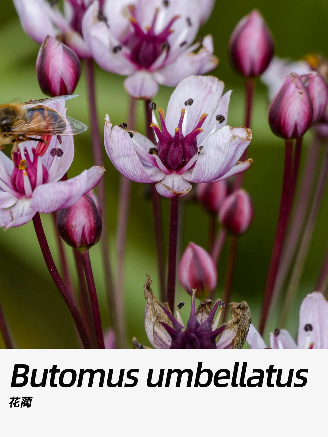 带你每天认识一种花材433｜花蔺