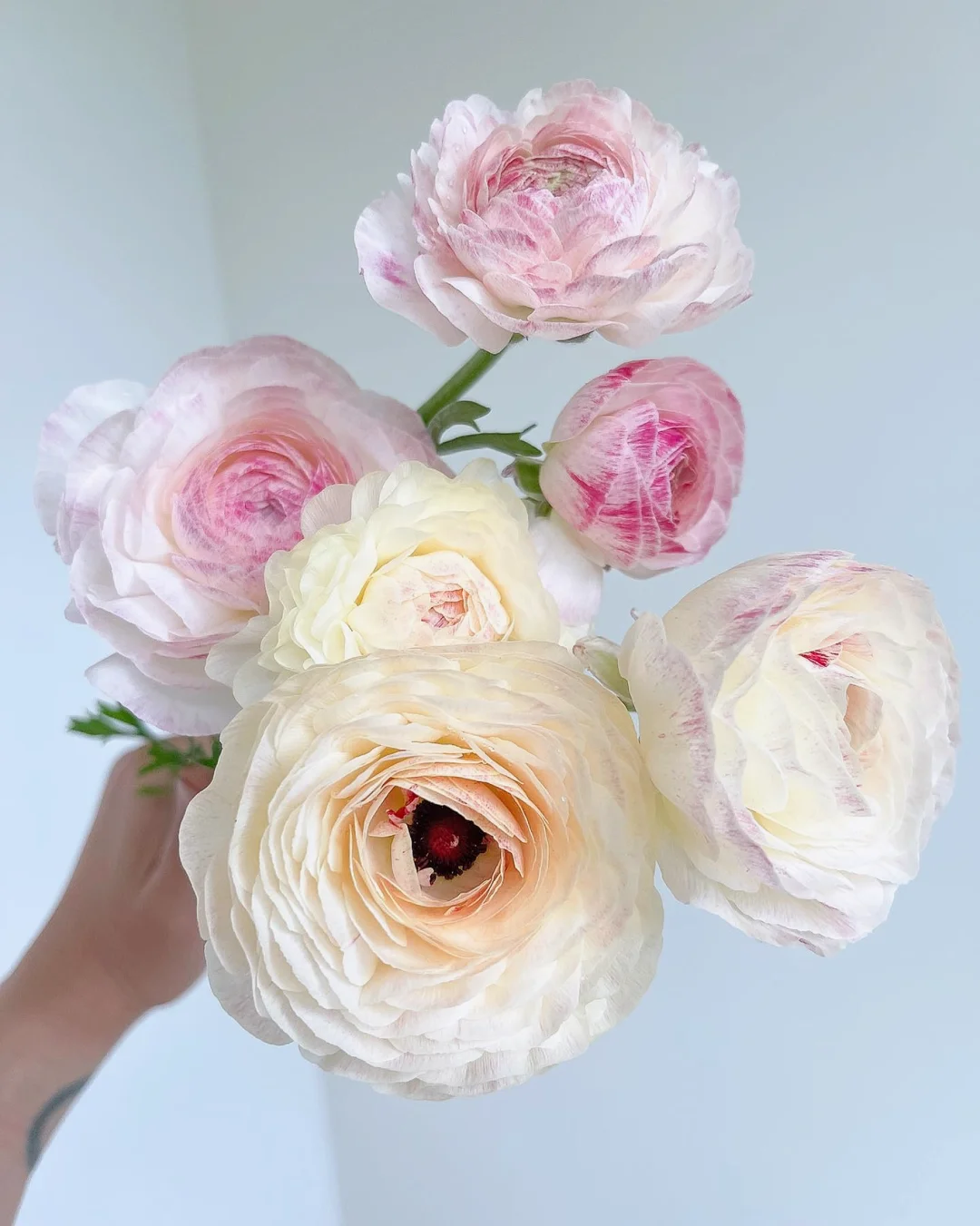 带你每天认识一种花材140｜粉色洋牡丹