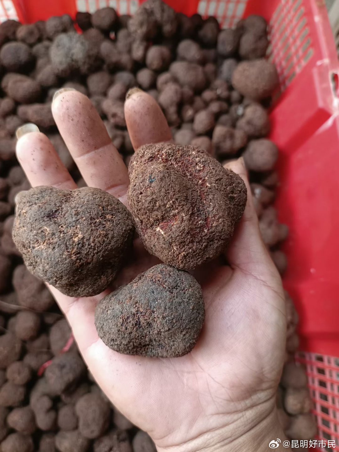 金秋十月黑松露飘香，散发着自然的光泽，让人忍不住想立刻品尝它的味道浓郁...