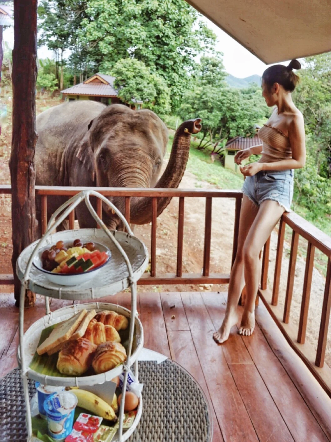 清迈民宿|Chai Lai Orchid还原真实大象叫早