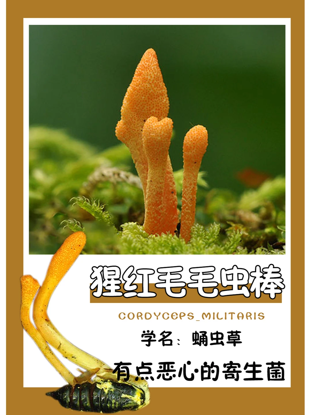 有点恶心，慎点！