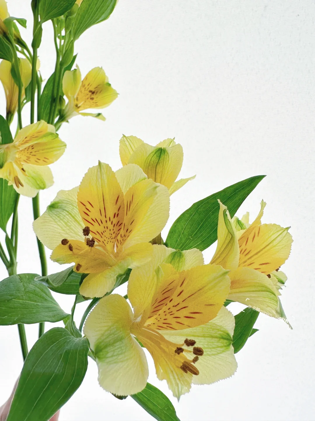 带你每天认识一种花材236｜黄色六出花