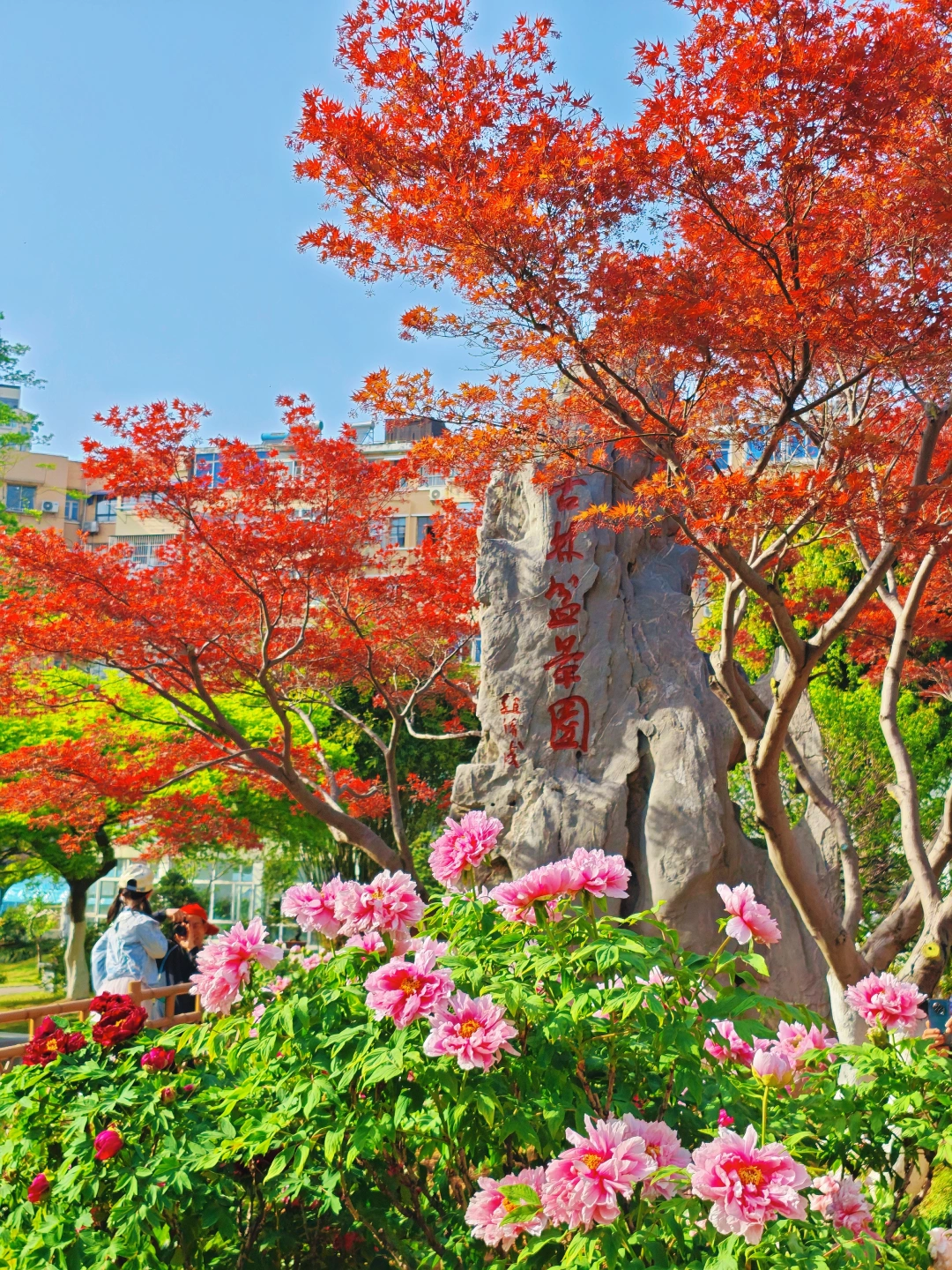 🌸唯有牡丹真国色｜南京牡丹上线啦！