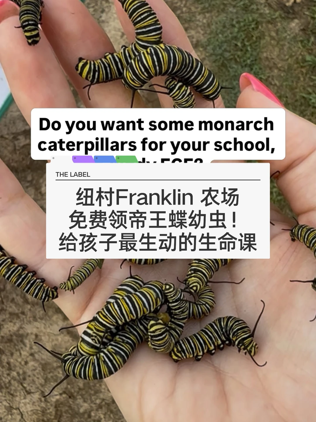 🇳🇿纽村Franklin Farm免费送帝王蝶啦